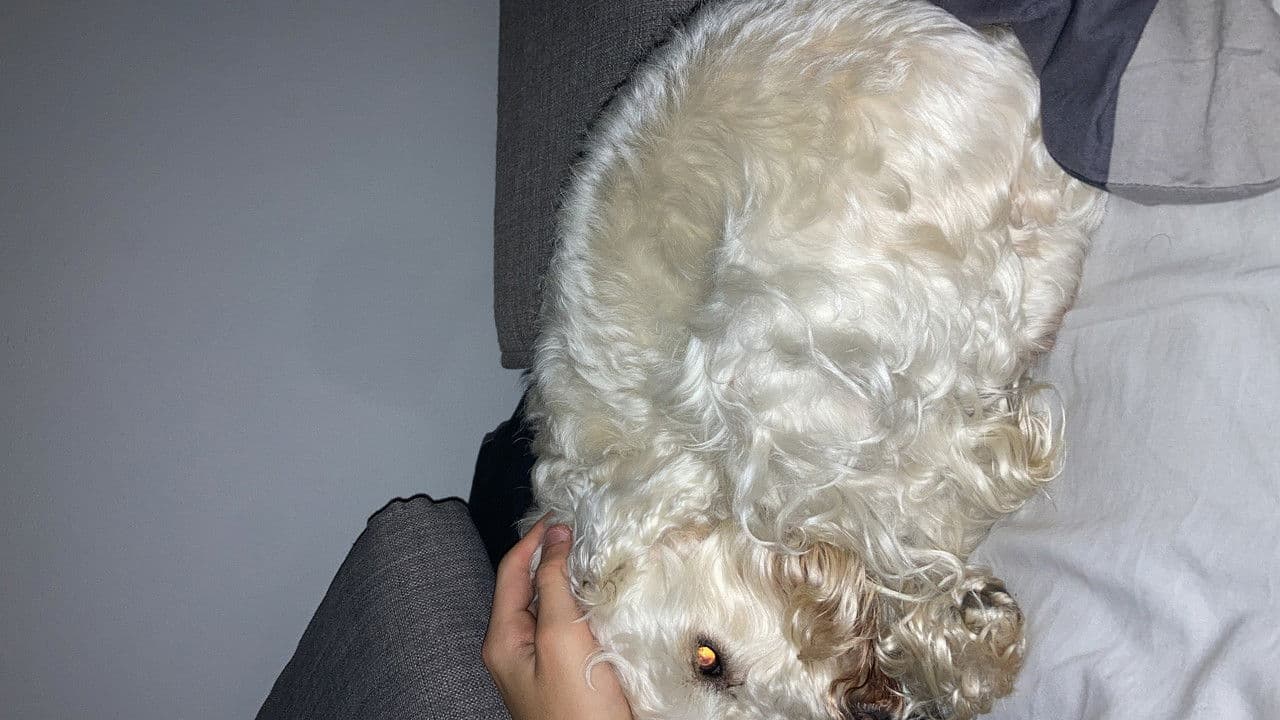 Imagem de fundo do filme A Dog's Day