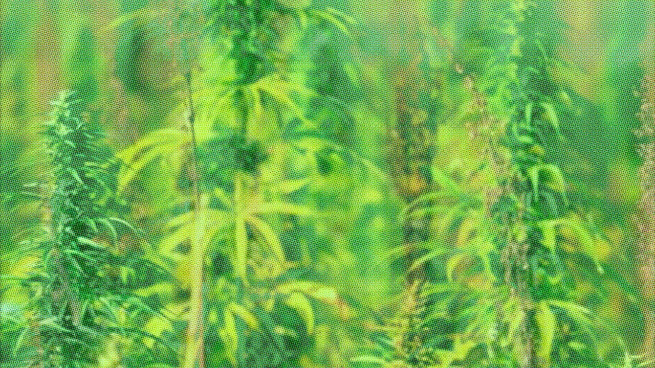 Imagem de fundo do filme Verão-da-Lata na Era Paleozoica