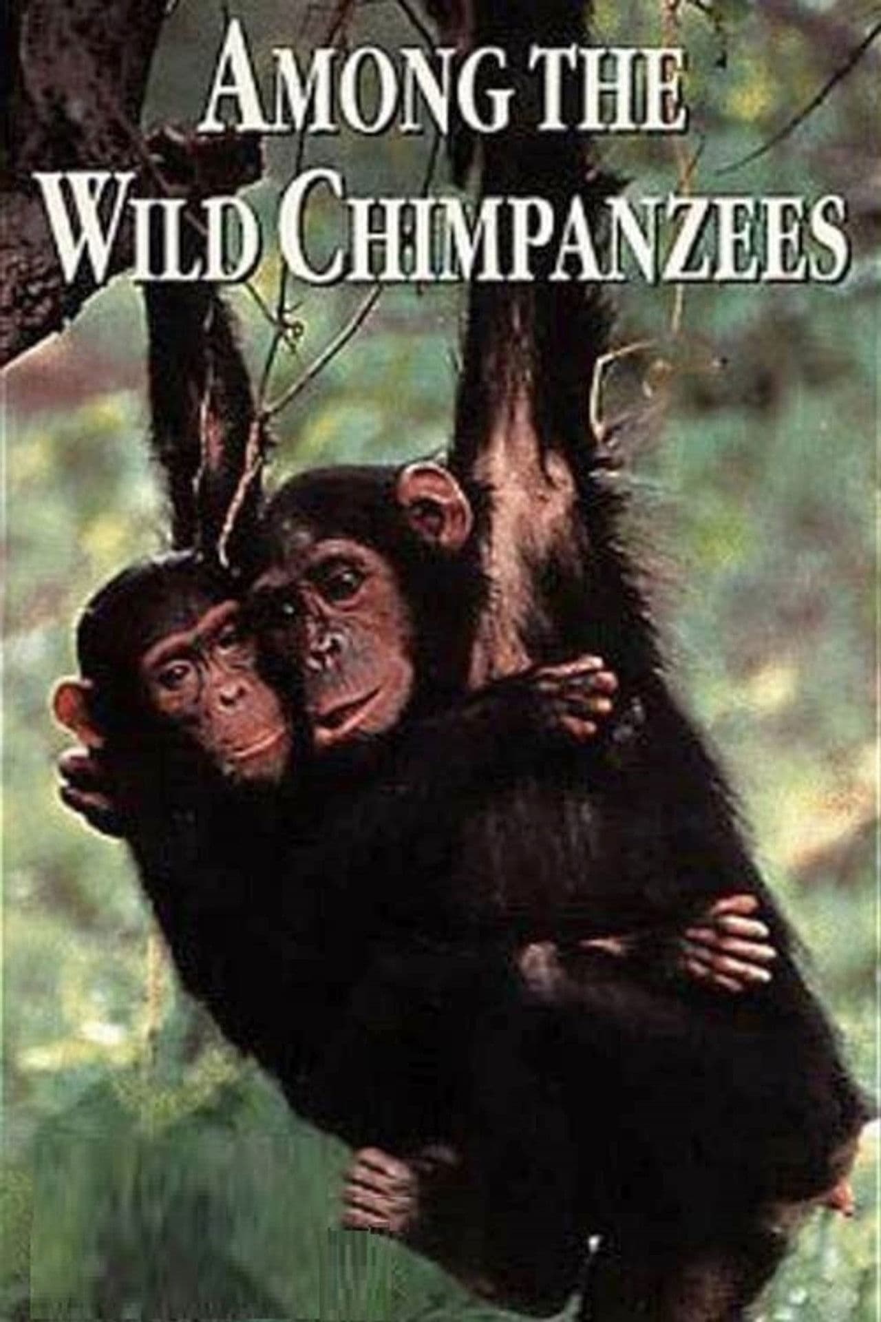 Poster do filme Among the Wild Chimpanzees
